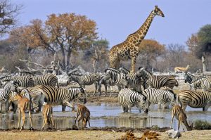 Large group of animals at a waterhole, a drinking place in Etosha, Namibia. The group consists of Burchell's zebras, Springboks, Impalas and a Giraffe.