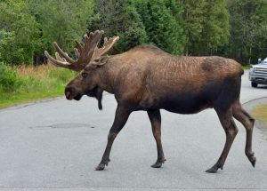 Moose crossing road, Alaska