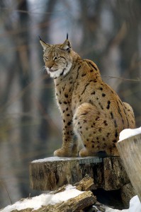 Lynx_lynx2