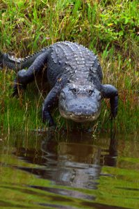 Alligator at Florida Swamp