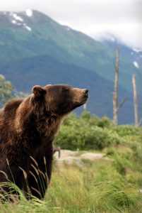 Grizzlybjörn 2
